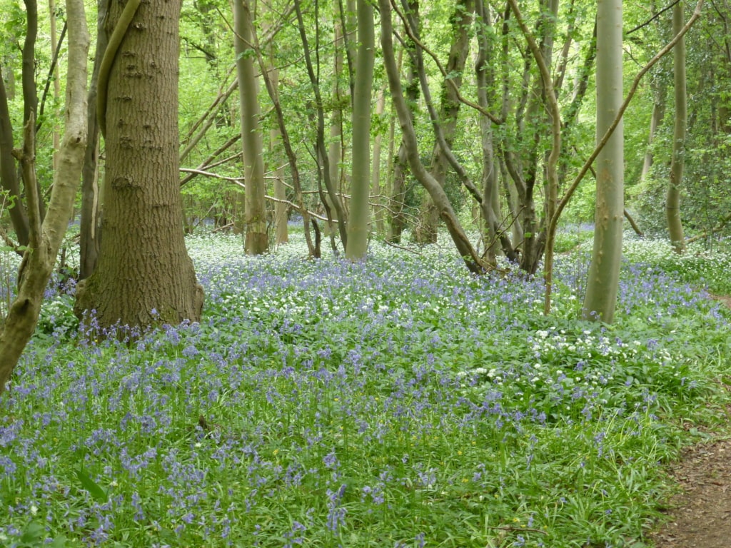 Bluebells in Ashwellthorpe's woods